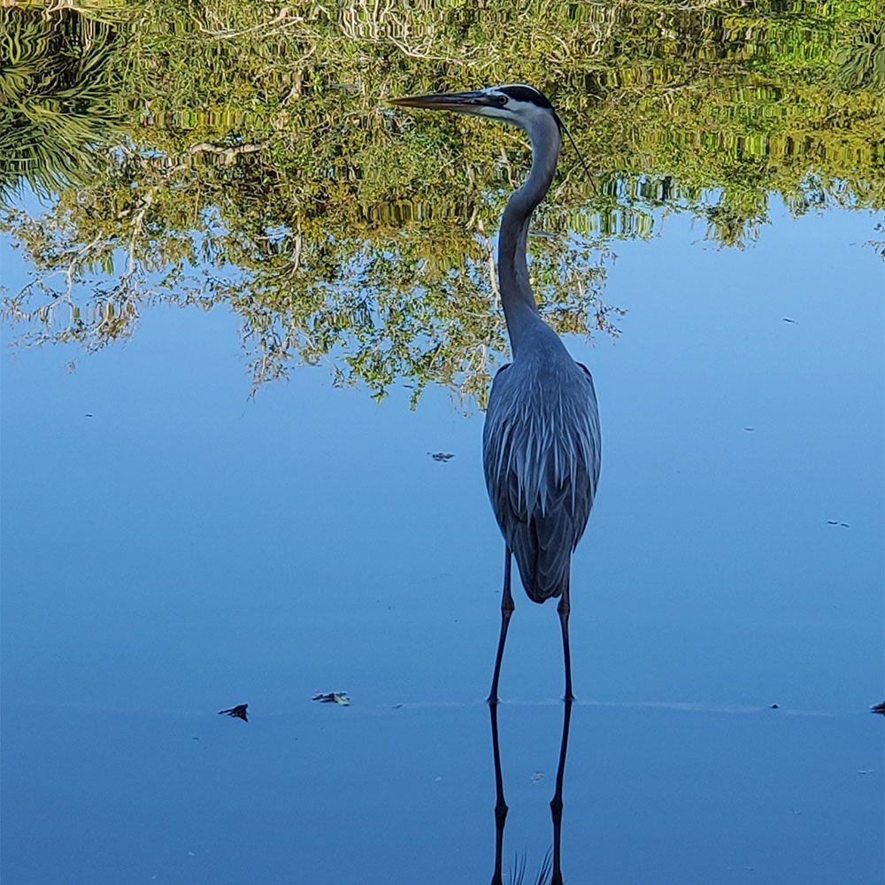 Birds Close Up